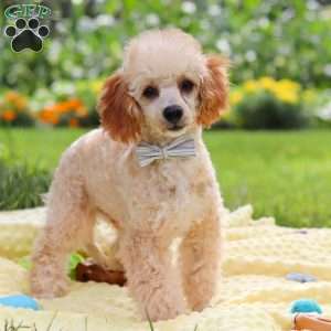 Jazz, Miniature Poodle Puppy