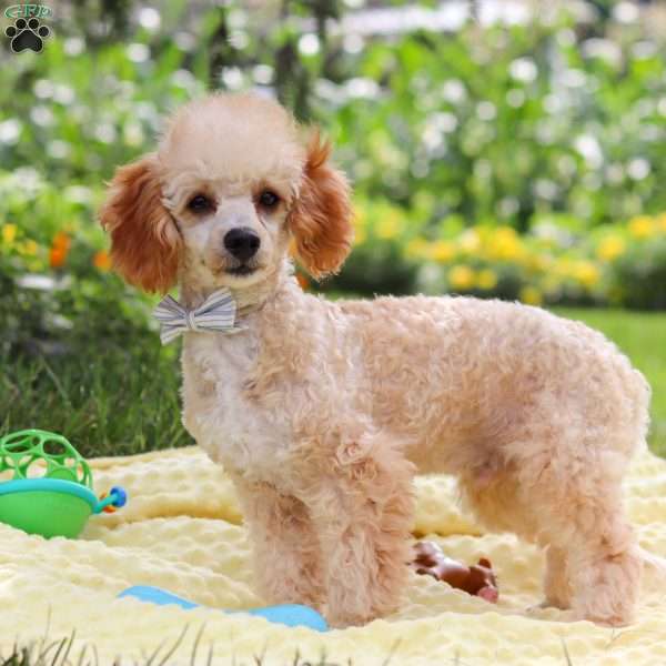Jazz, Miniature Poodle Puppy