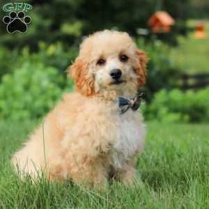Jazz, Miniature Poodle Puppy