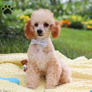 Jazz, Miniature Poodle Puppy