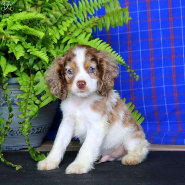 Jazzy, Cocker Spaniel Puppy