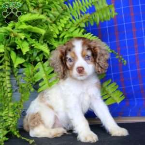 Jazzy, Cocker Spaniel Puppy