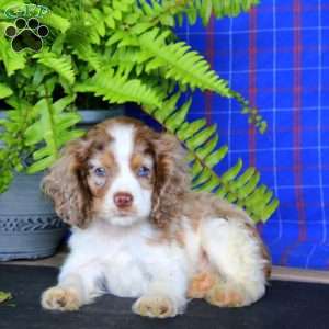 Jazzy, Cocker Spaniel Puppy