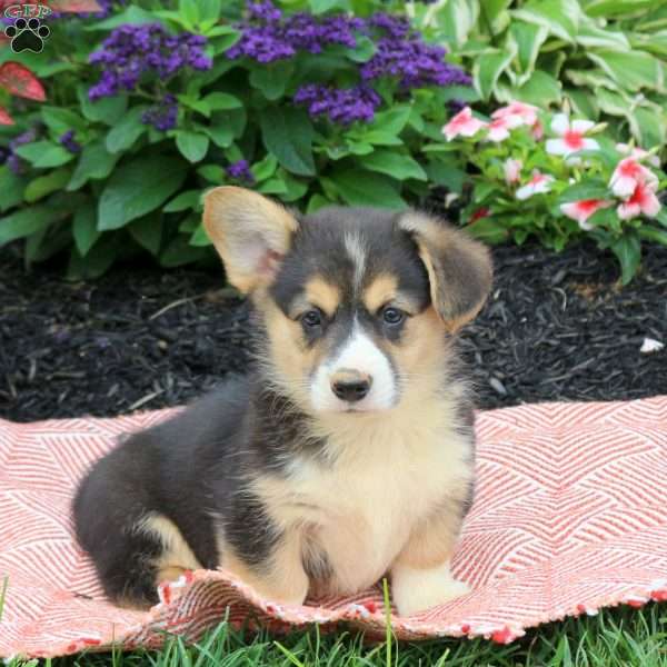 Jed, Pembroke Welsh Corgi Puppy