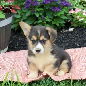 Jed, Pembroke Welsh Corgi Puppy