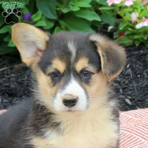 Jed, Pembroke Welsh Corgi Puppy
