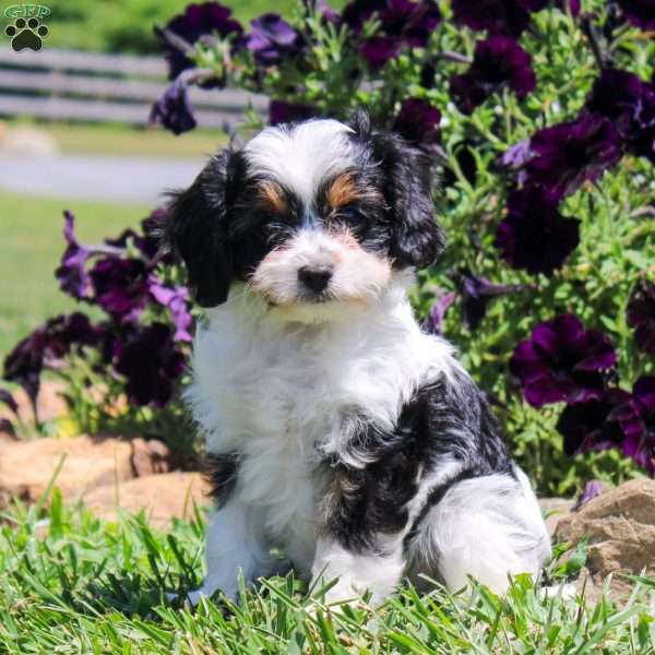 Jellybean, Cavapoo Puppy