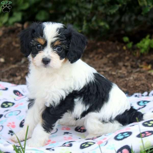 Jellybean, Cavapoo Puppy