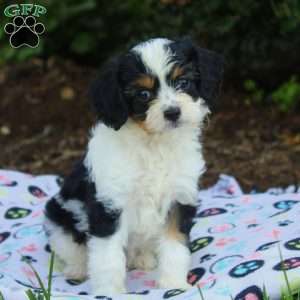 Jellybean, Cavapoo Puppy