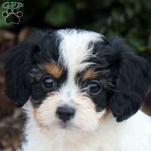 Jellybean, Cavapoo Puppy