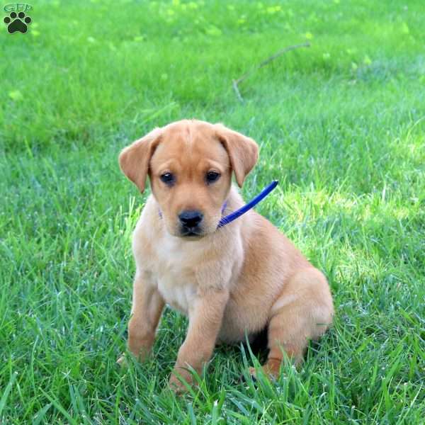 Jenna, Fox Red Labrador Retriever Puppy