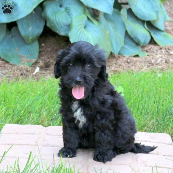 Jenna, Mini Golden Mountain Doodle Puppy