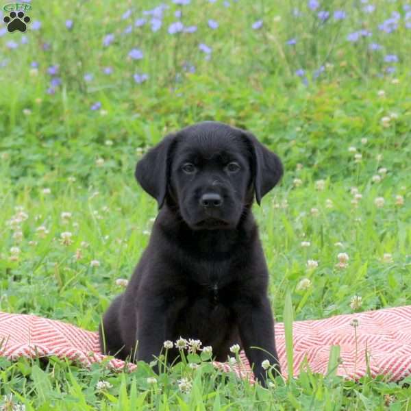 Jenna, Golden Labrador Puppy