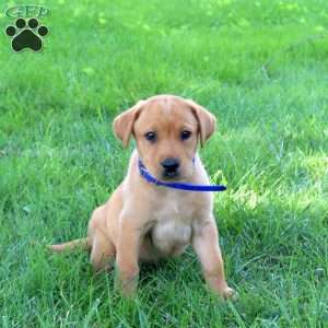 Jenna, Fox Red Labrador Retriever Puppy