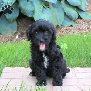 Jenna, Mini Golden Mountain Doodle Puppy