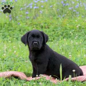 Jenna, Golden Labrador Puppy