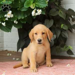 Jenna, Golden Labrador Puppy