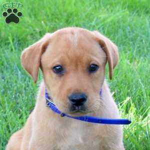 Jenna, Fox Red Labrador Retriever Puppy