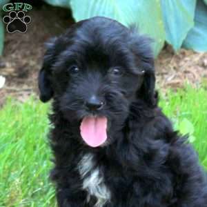Jenna, Mini Golden Mountain Doodle Puppy