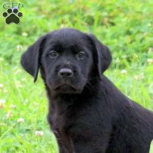 Jenna, Golden Labrador Puppy