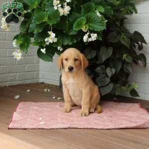 Jenna, Golden Labrador Puppy