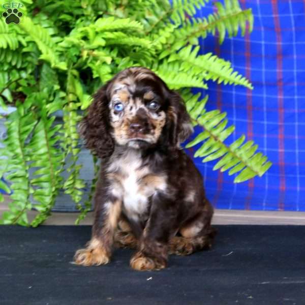 Jenna, Cocker Spaniel Puppy
