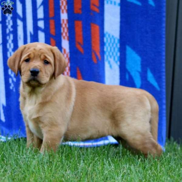 Jenna, Yellow Labrador Retriever Puppy