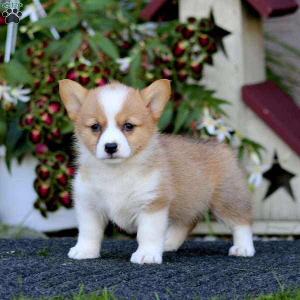 Jenna, Pembroke Welsh Corgi Puppy