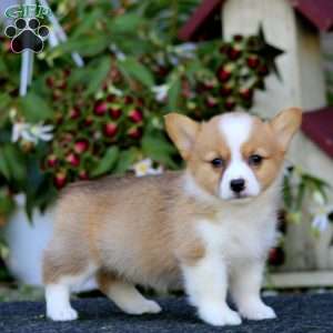 Jenna, Pembroke Welsh Corgi Puppy