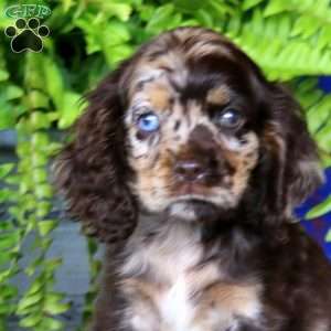 Jenna, Cocker Spaniel Puppy