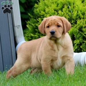 Jenna, Yellow Labrador Retriever Puppy