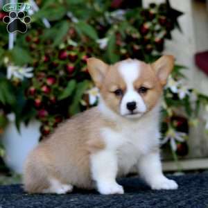 Jenna, Pembroke Welsh Corgi Puppy