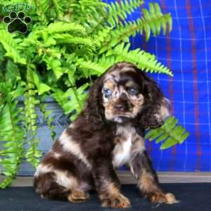 Jenna, Cocker Spaniel Puppy