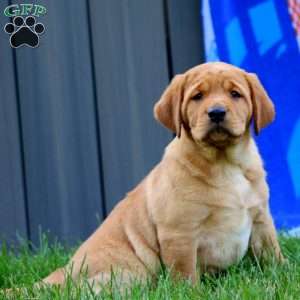 Jenna, Yellow Labrador Retriever Puppy