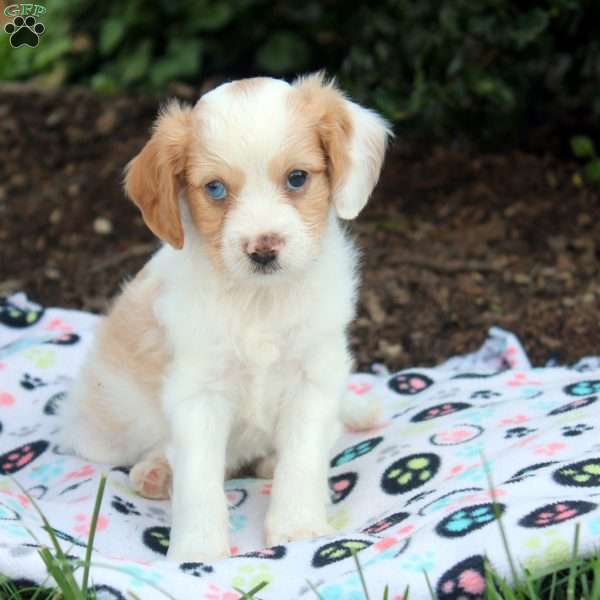 Jennifer, Cavapoo Puppy