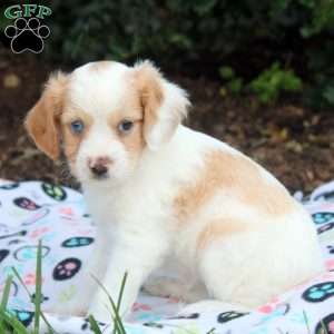 Jennifer, Cavapoo Puppy