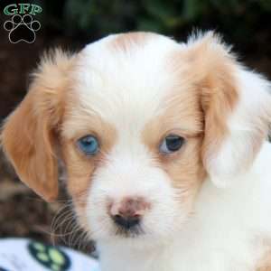 Jennifer, Cavapoo Puppy