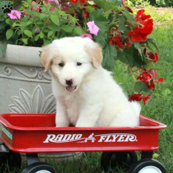 Jenny, Miniature Poodle Mix Puppy