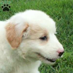 Jenny, Miniature Poodle Mix Puppy