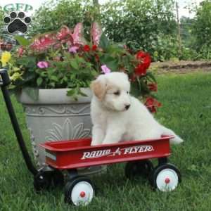 Jenny, Miniature Poodle Mix Puppy