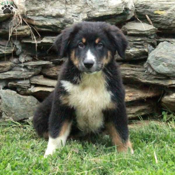 Jeronimo, Australian Shepherd Puppy
