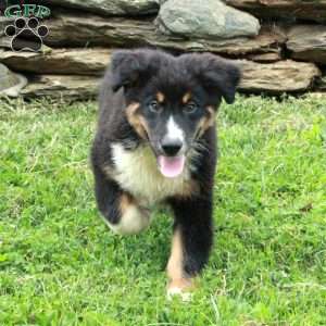 Jeronimo, Australian Shepherd Puppy