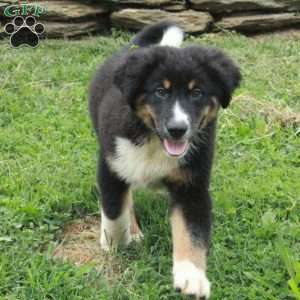 Jeronimo, Australian Shepherd Puppy