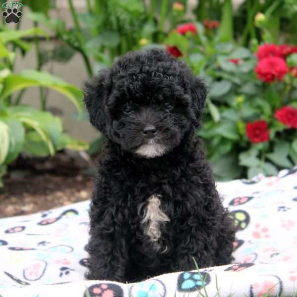 Jess, Miniature Poodle Puppy