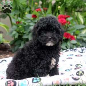 Jess, Miniature Poodle Puppy