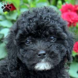 Jess, Miniature Poodle Puppy