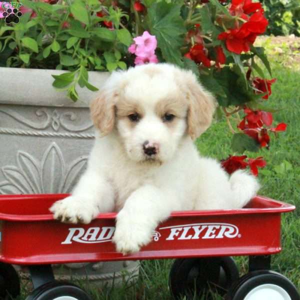 Jessica, Miniature Poodle Mix Puppy