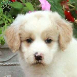 Jessica, Miniature Poodle Mix Puppy