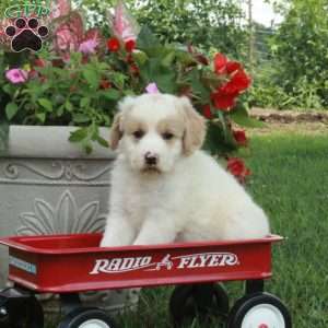 Jessica, Miniature Poodle Mix Puppy