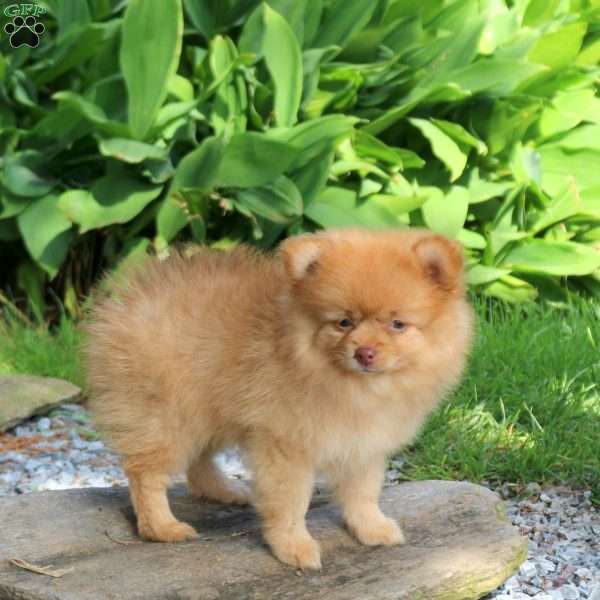 Jessie, Pomeranian Puppy